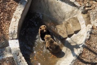 Dva medvědi ze Slovenska se už zabydleli pod Černou horou - Novinky